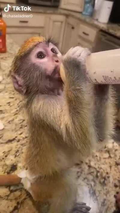 Mamaco 😶 rpgandelini@gmail.com