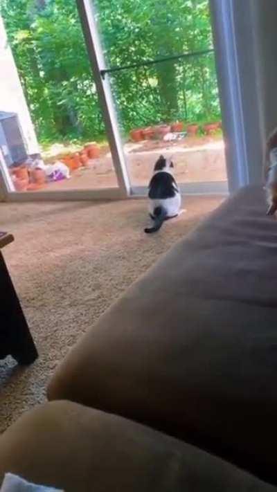 Cat forgets how glass doors work