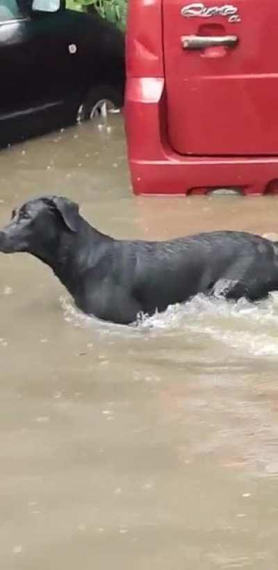 Dog enjoying Delhi rains