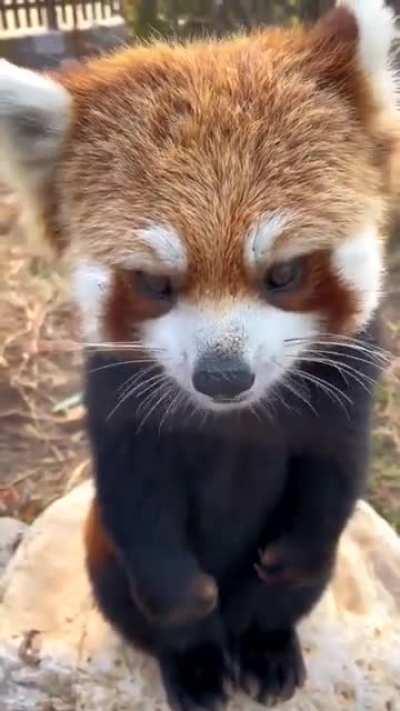A red panda is eating fruit