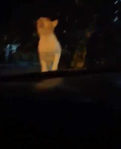 Cat does not appreciate the car horn