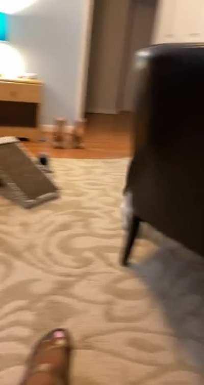 She didn’t like that I pushed the carpet underneath her