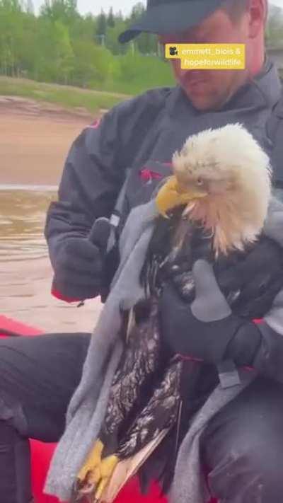 Rescuing a bald eagle