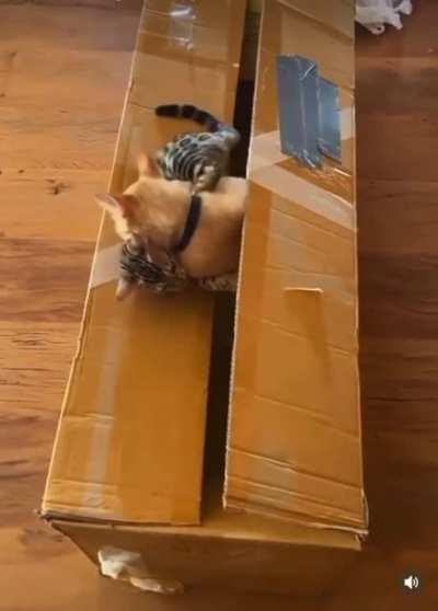 Kitty Horror Story!!