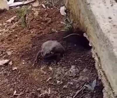 The confusion is high