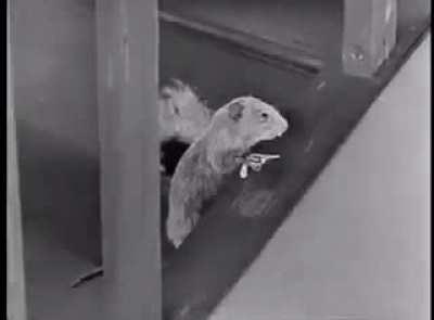 Tom and Jerry doing shenanigans before making it to the big screen