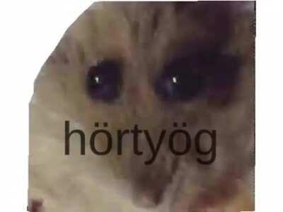 Honosított Hörcsög