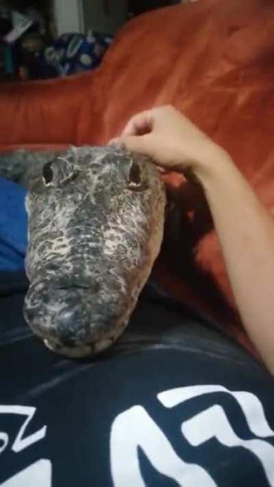 Gators can actually be quite friendly.