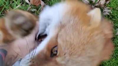 Yay foxxo laughs will brighten your day