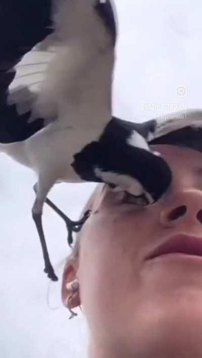 Nature's eye gougers