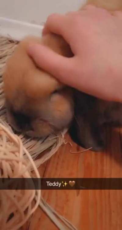 Teddy✨🤎