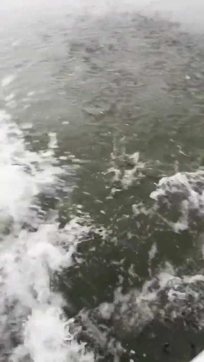 The animals that are hidden under the surface