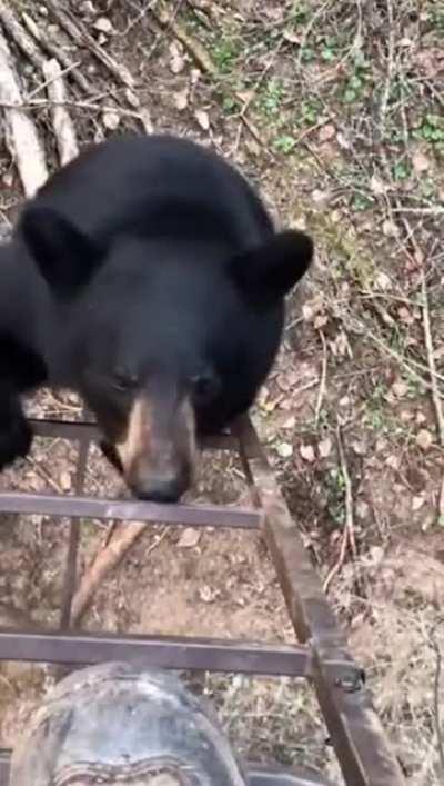 Bear tries climbing up hunting stand