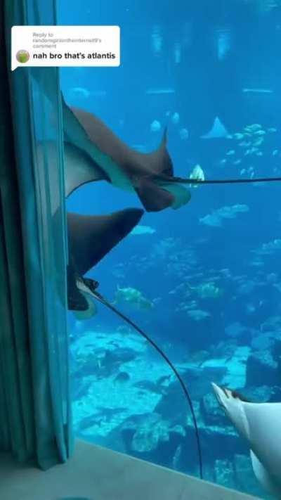 $7000/night underwater suite at Atlantis