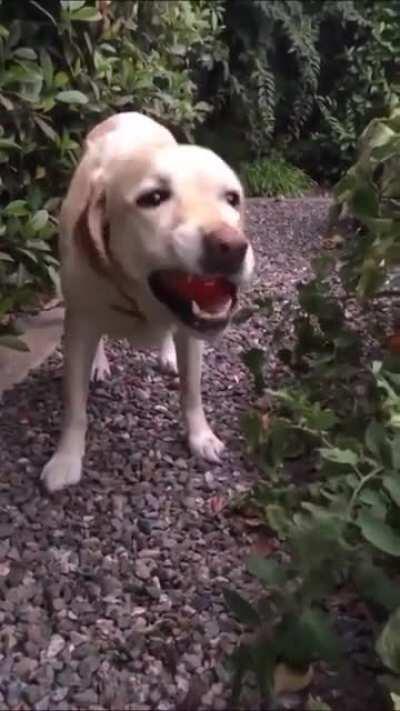 Less mess than Denethor