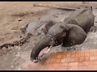 Trying to help a baby elephant