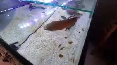 Mussolini que chucha 😡