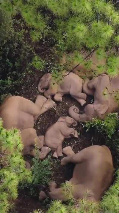 In the wild, elephants typically rest for only 2 hours, mainly at night and on their feet. This aerial view captured a herd laying down, which is something that only happens during long migrations, often taking one entire year over the span of 500 km