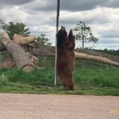 Oh yeah. Can bear with that.