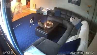 Cat gives no shits about his tail being on fire