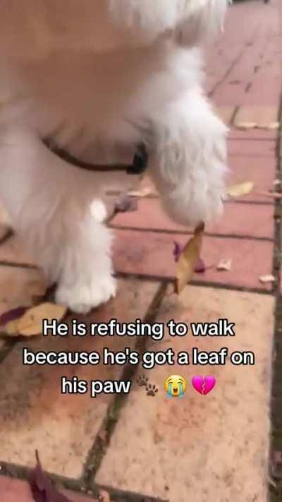 Help, I can’t go on!