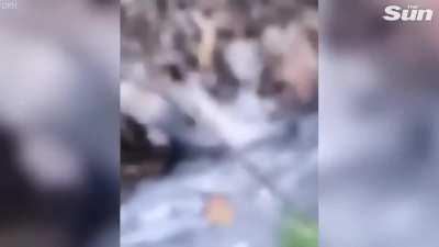 Guy kicks a brown bear...