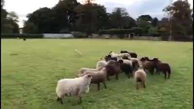 To herd some sheep.