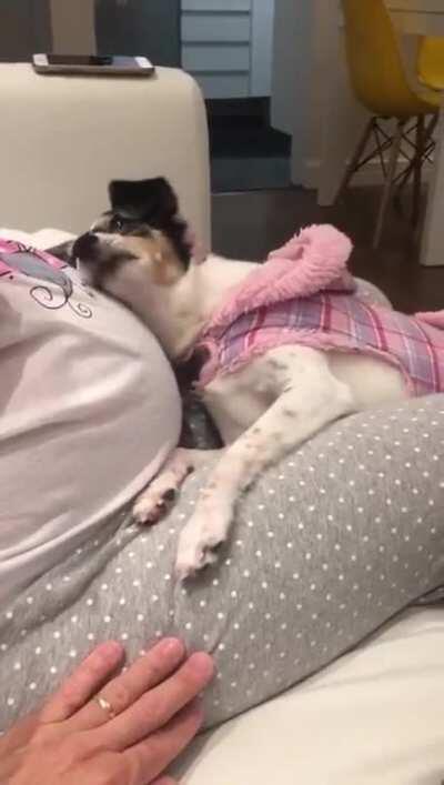 This dog is listening to the baby's pedaling and waiting for the day the baby is born.