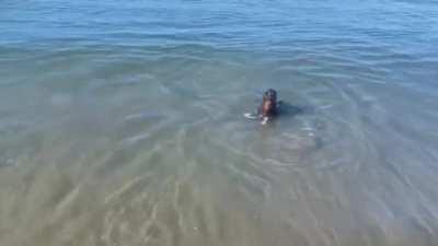Surf photographer Dave Nelson took this footage of a seal chasing after a ball with his dog in SC