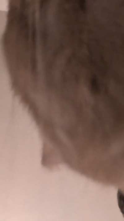 A different perspective on cat bongos