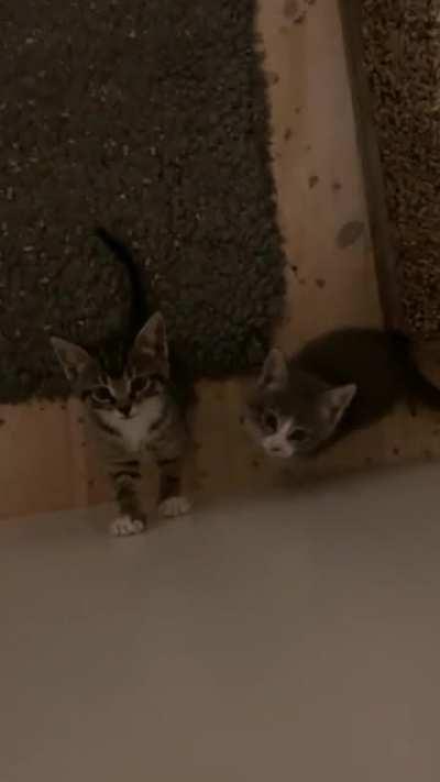 Does yelling kittens count?