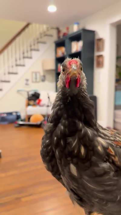 Day 2 of crowing — First two caught on camera