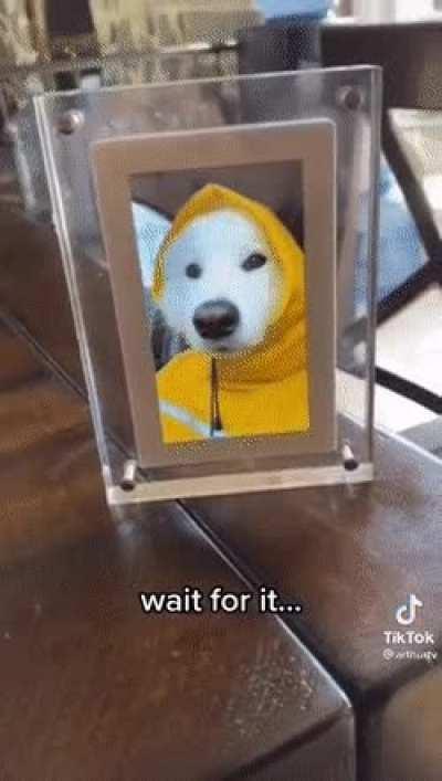 Just look at that good boy, this was too cute not to post...