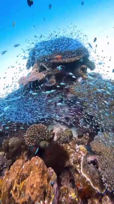 Coral Reef, Okinawa Island