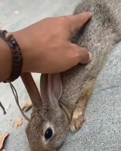 Skater rescuing a rabbit