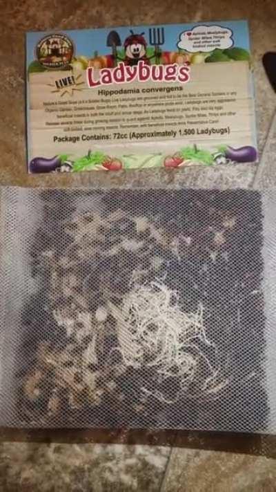 I got ladybugs in the mail. I didn’t order them. There’s 1500 of them and I live in an apartment.