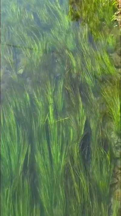 San Marcos River, Tx