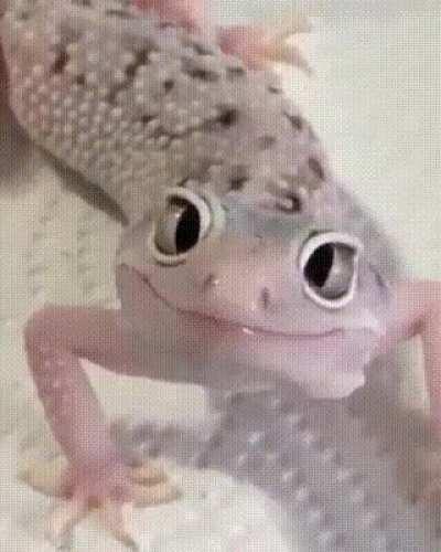 Он посмотрел на меня внимательно и нервно облизал глаза...