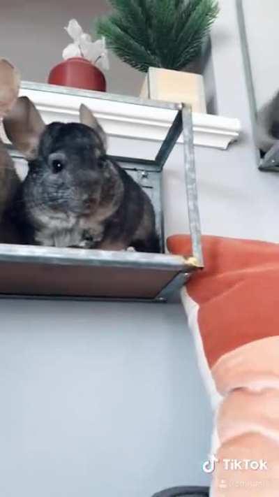 Are chinchillas not the best home security?