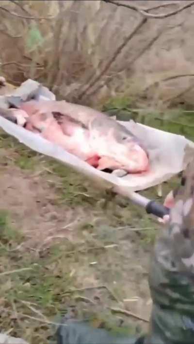 RU POV: The Russian military caught a huge silver carp in the Dnieper River, weighing 60 kilograms . The fish turned out to be so huge that it had to be dragged on a stretcher.