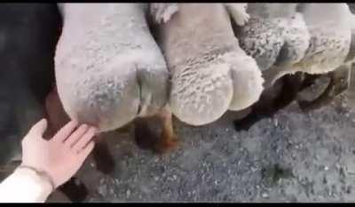 cursed_goatorsomethingidk