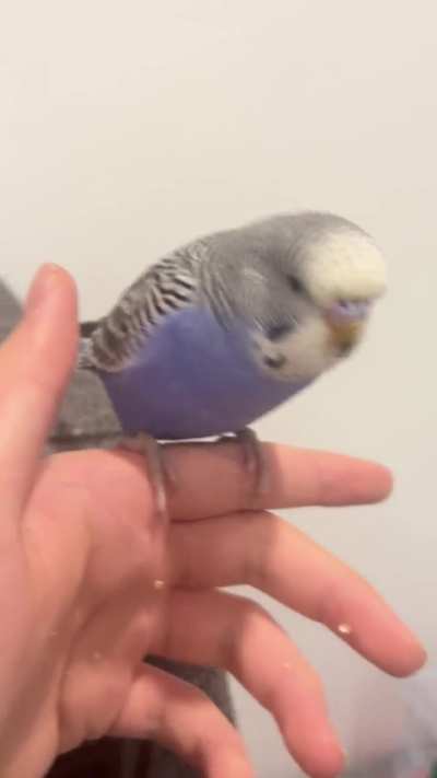 How do y’all get ur birb off of u