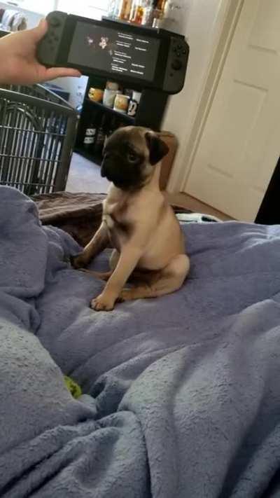 New K.K. Slider fan 🐶❤