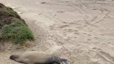 Elephant seal enjoying the beach