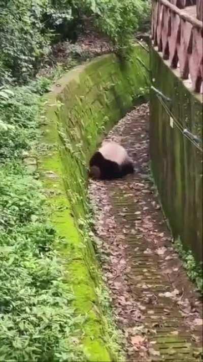 Kung Fu Panda