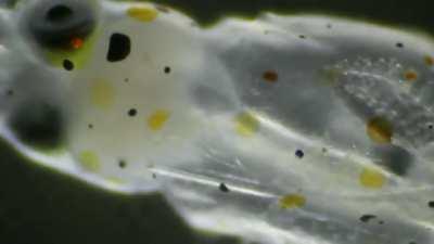 This larval squid is learning to change his colours