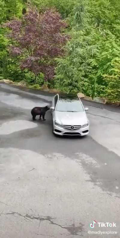 Como espantar um urso