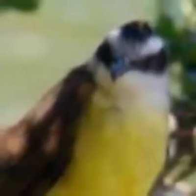 Bem te vi cantando dame dame KKKKKKKK