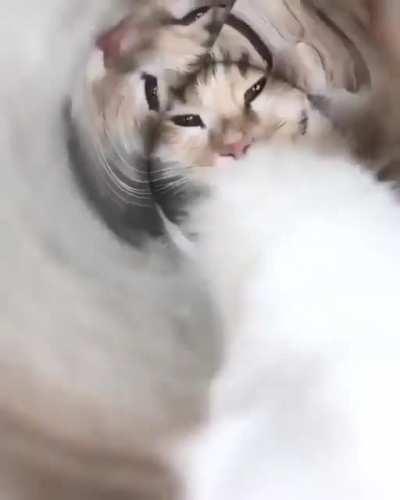 Cats and the last Pringle!