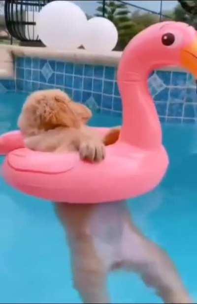 this dog has a better weekend than me 😀